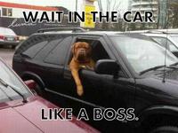 Like A Boss