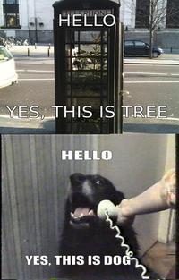 Yes, This is Dog