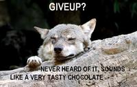 Ignorant to Adversity wolf