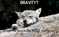 Ignorant to Adversity wolf
