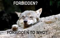 Ignorant to Adversity wolf