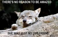 Ignorant to Adversity wolf