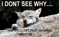 Ignorant to Adversity wolf