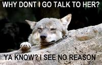 Ignorant to Adversity wolf