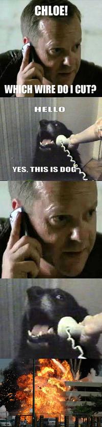 Yes, This is Dog