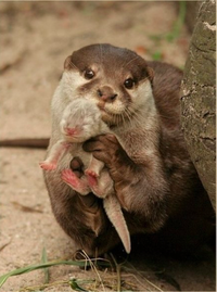 Cute Animals
