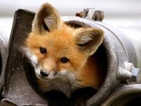 Cute Animals