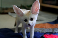 Cute Animals