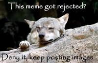 Ignorant to Adversity wolf