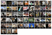 HTTP Status Cats