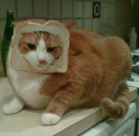 Cat Breading