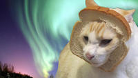 Cat Breading