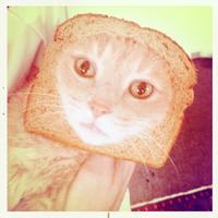 Cat Breading