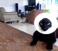 Cat Breading
