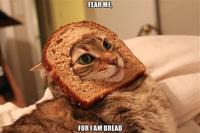 Cat Breading