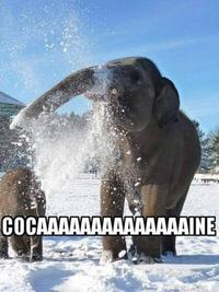 I Fucking Love Cocaine / Cocaine Bear