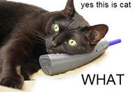 Yes, This is Dog