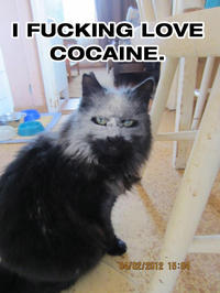 I Fucking Love Cocaine / Cocaine Bear