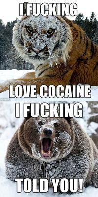 I Fucking Love Cocaine / Cocaine Bear
