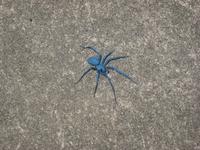 Paying Bills with Spider Drawings (Seven-Legged Spider)