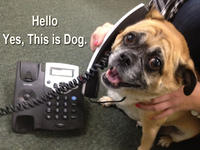Yes, This is Dog