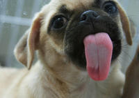 Cute Animals