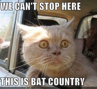 We Can't Stop Here, This is Bat Country