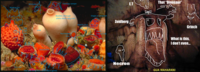 ba5.png