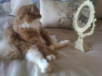 Cats