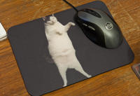 Kitty Cat Dance