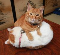 Shironeko / Basket Cat