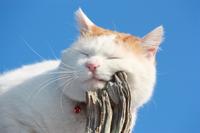 Shironeko / Basket Cat