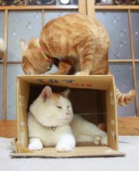 Shironeko / Basket Cat