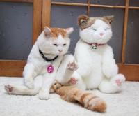 Shironeko / Basket Cat