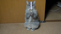 LOLcats