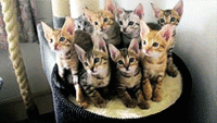 Cats