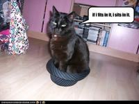 If It Fits I Sits