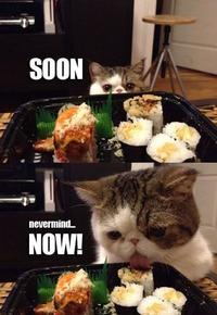 Cats
