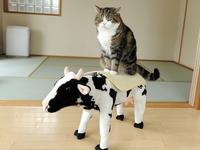 Cats