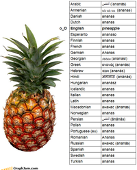 Differenze Linguistiche