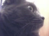 Reaction Faces