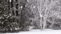Cinemagraphs