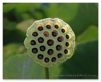 Lotus Pod Holes