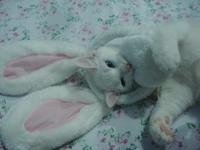 Cats