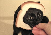 Cat Breading