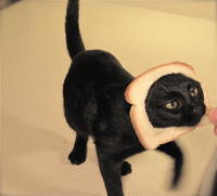Breading Cats