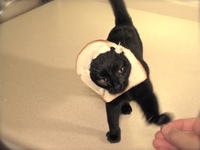 Breading Cats