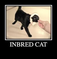 Breading Cats