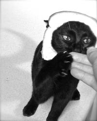 Breading Cats