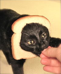 Breading Cats